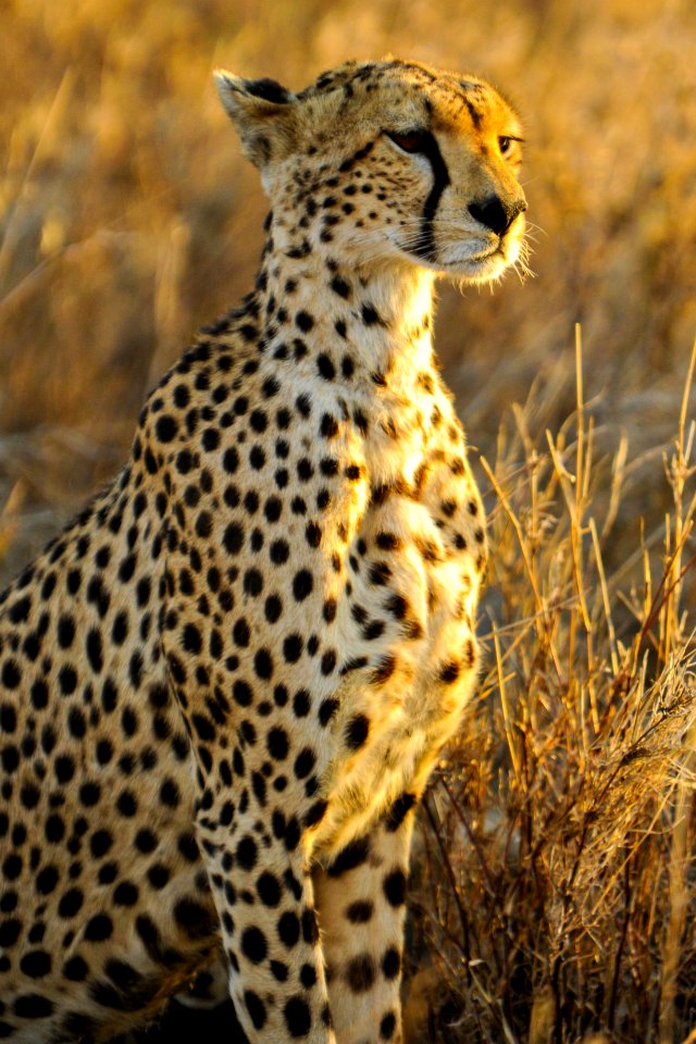 A cheetah is seen at the Serengeti National Park in Tanzania Nov. 13, 2013 131113-N-LE393-1060 photo