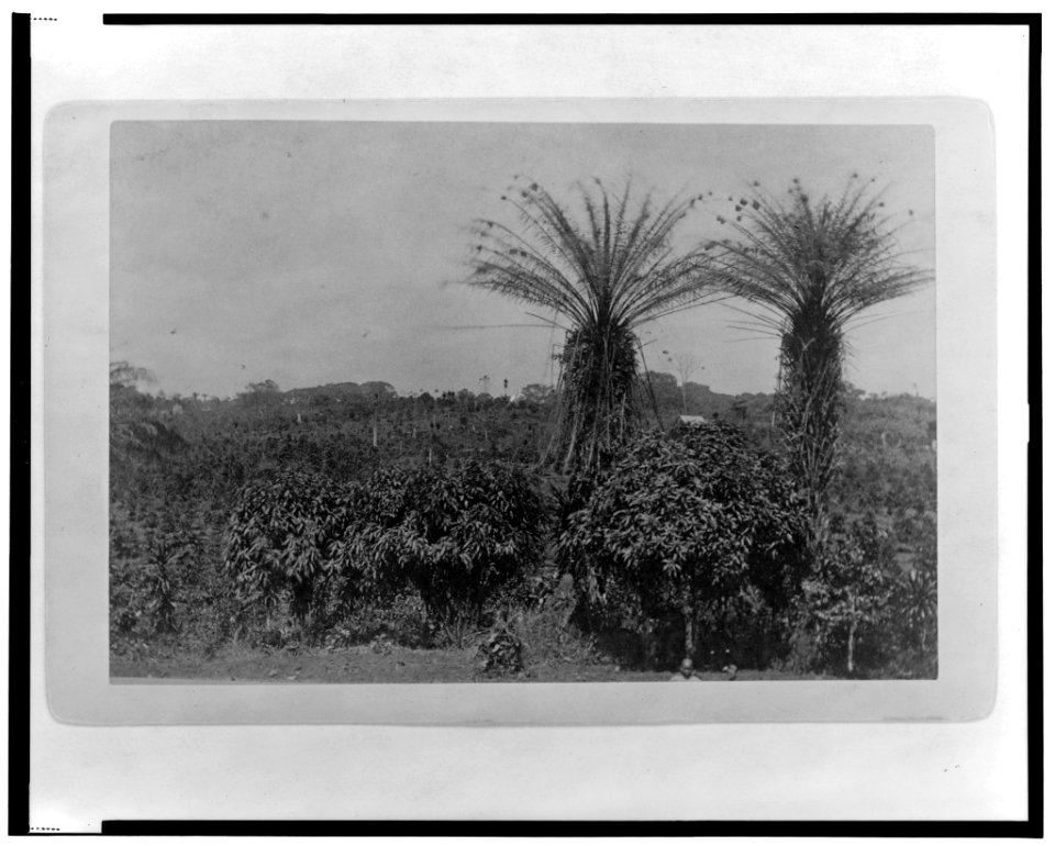 A coffee farm, Clay-Ashland (Liberia) LCCN2002695196