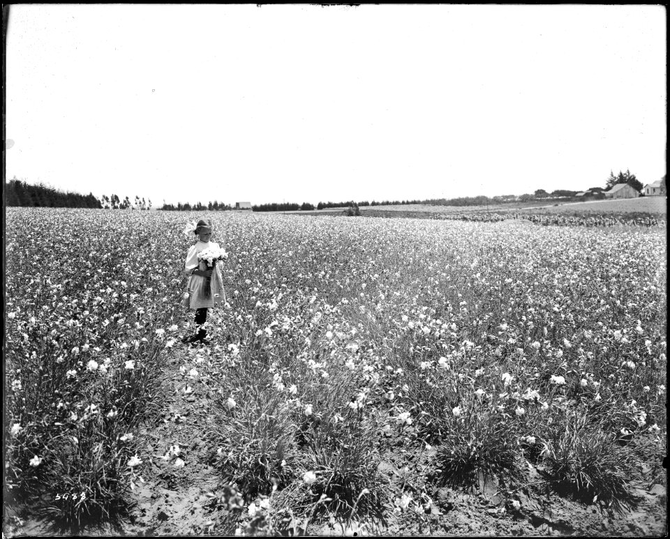 A child picking carnations in a carnation field at Redondo Beach, Los Angeles, ca.1904-1920 (CHS-5488)