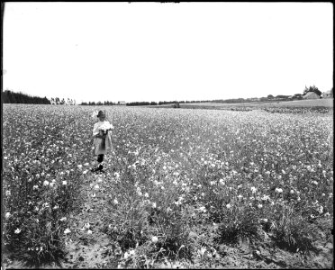A child picking carnations in a carnation field at Redondo Beach, Los Angeles, ca.1904-1920 (CHS-5488) photo