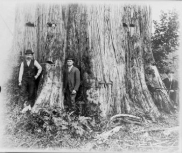 A cedar tree in Washington, 18 feet in diameter LCCN2004665743 photo