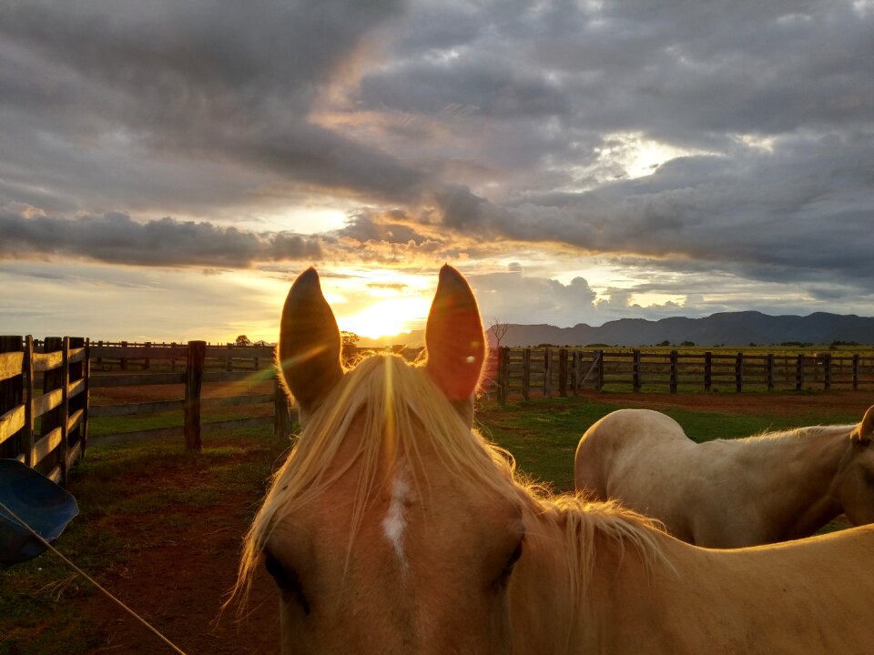 Brazil sunshine skye