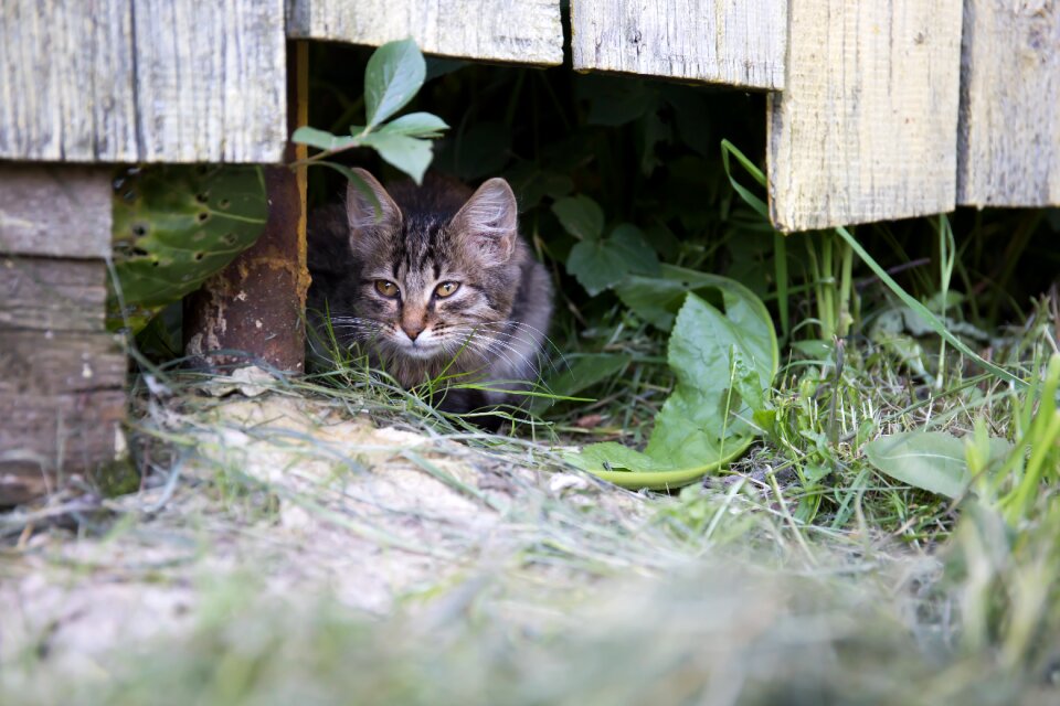 Pet village cat person