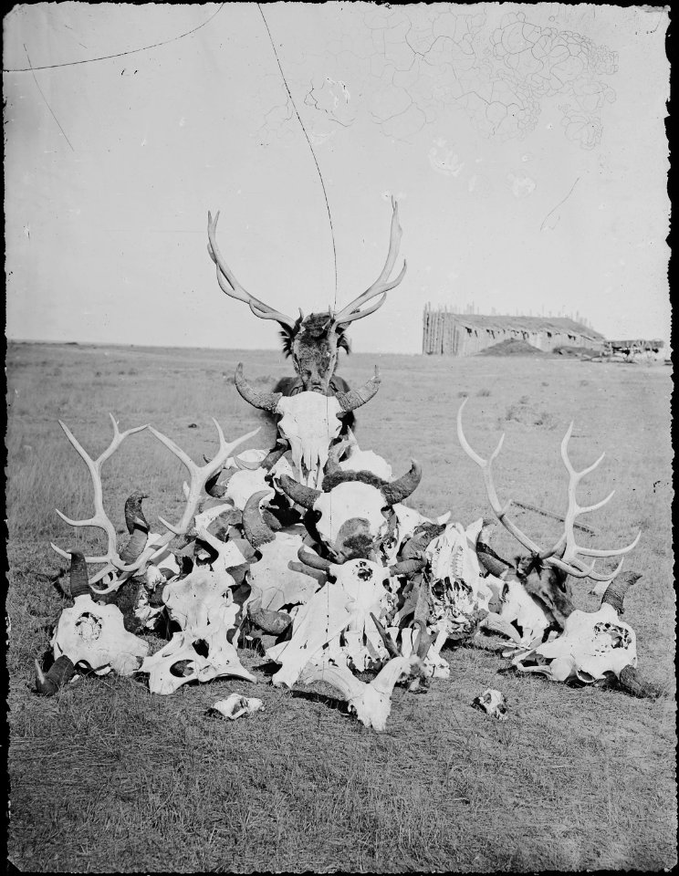 A collection of buffalo, elk, deer, mountain sheep and wolf skulls and bones near Fort Sanders. Albany County, Wyoming. - NARA - 516956