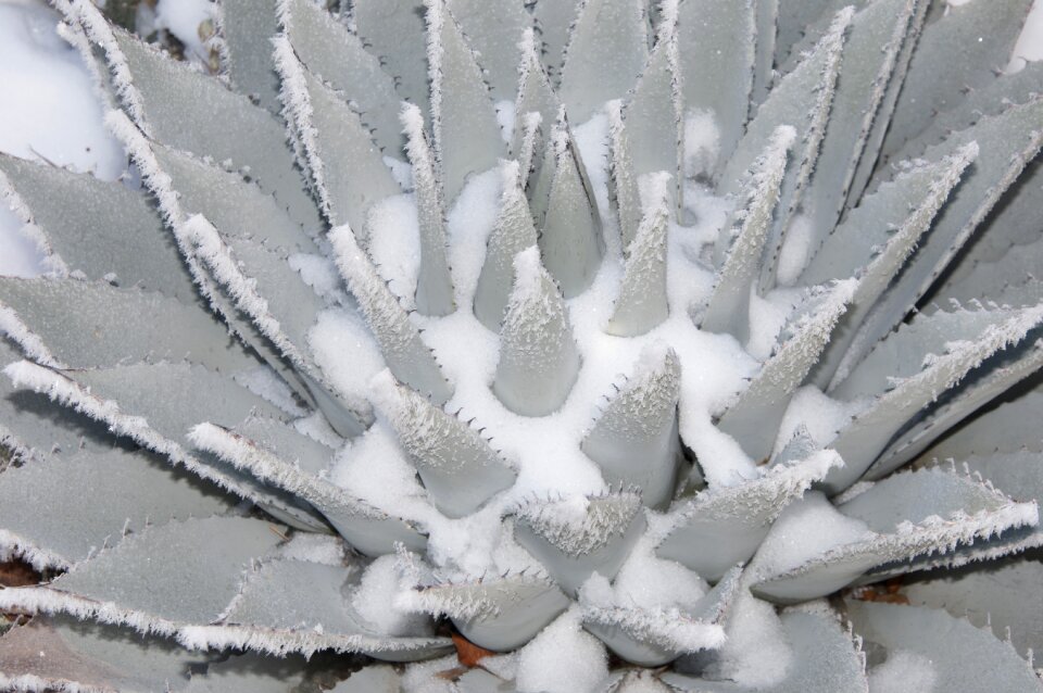 Nature frozen cactus