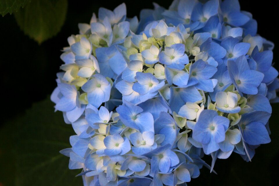 Blossom botany floral