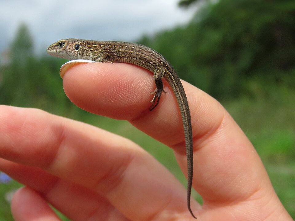 Reptiles creeping things nature
