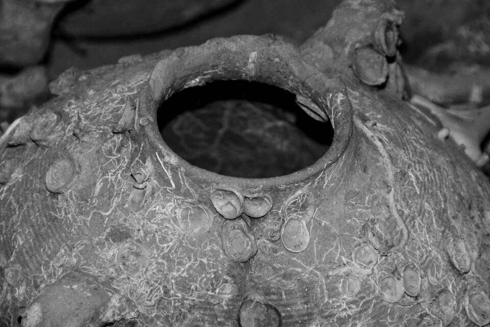 Mediterranean relic archaeology