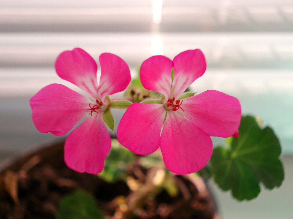 Pelargonium bloom closeup