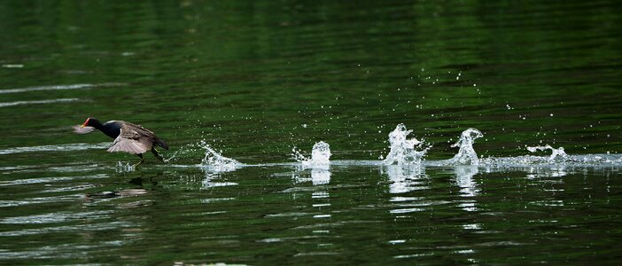 Take off rush the water instantly photo