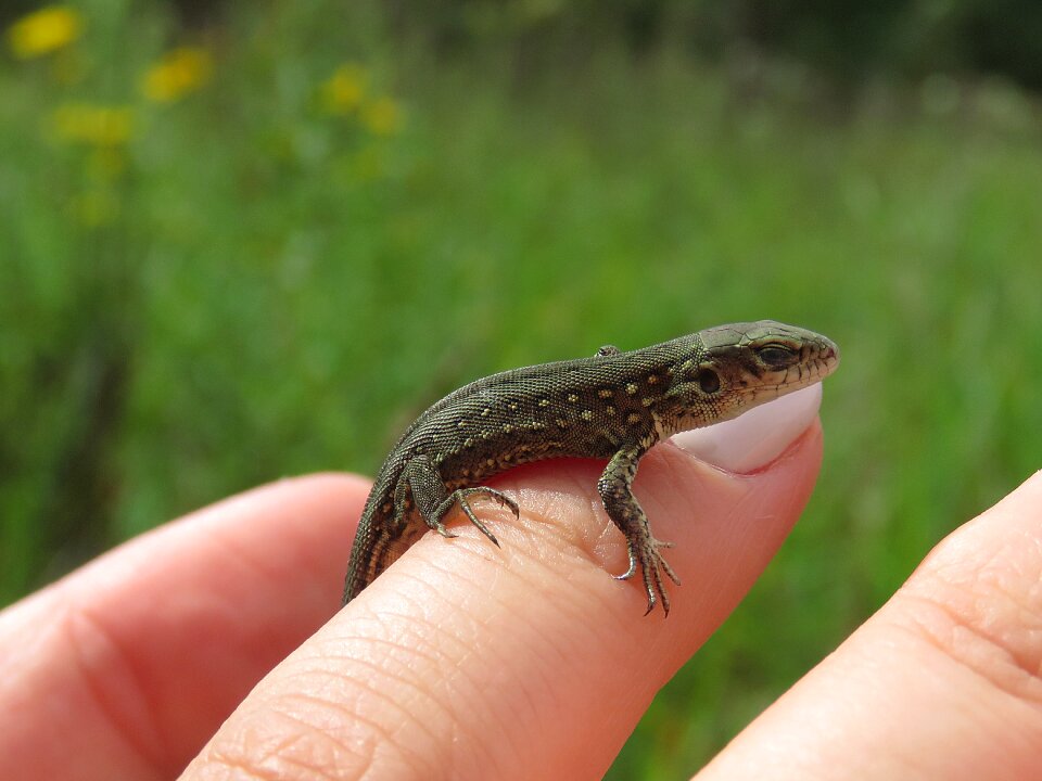 Reptiles creeping things nature