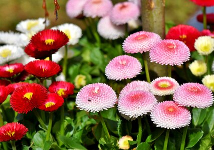 Flower colorful early bloomer photo