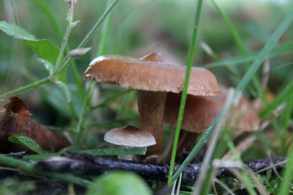 Mushroom natural nature