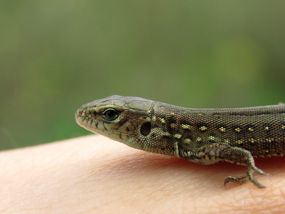 Reptiles creeping things nature