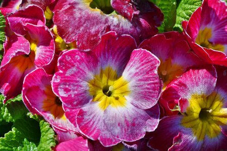 Primrose greenhouse spring flower color