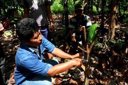 A farmer prunes a cocoa tree at a plantation in Deli Serdang North Sumatra (8289793323)