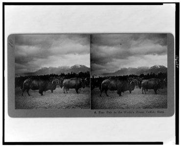 A fine pair in the world's finest buffalo herd LCCN00652134