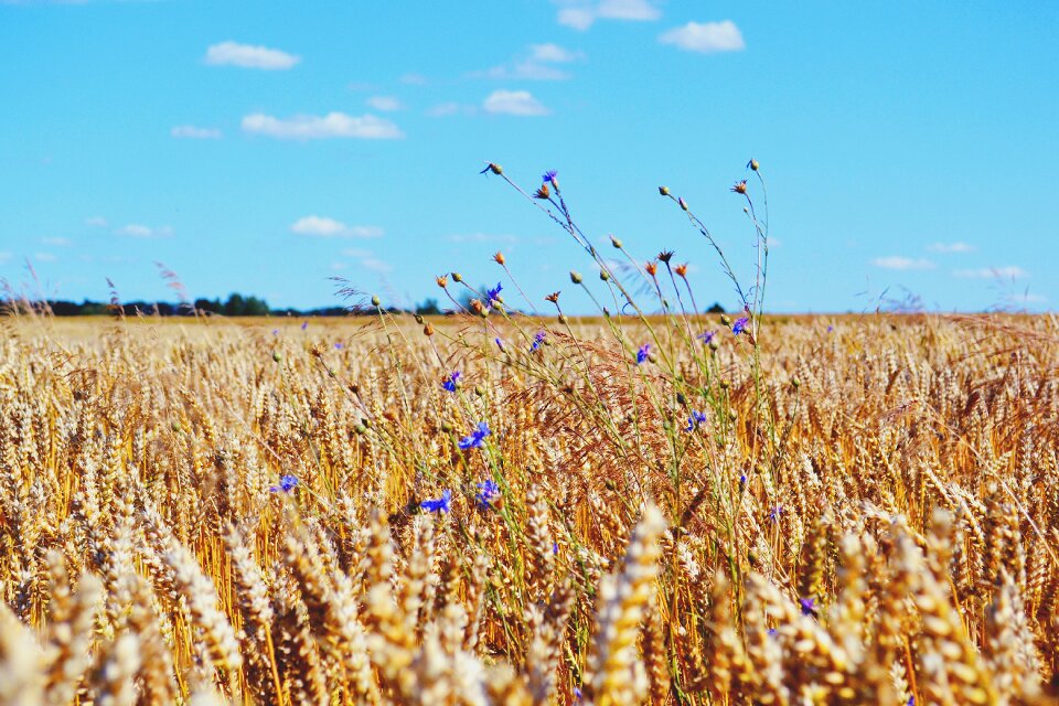 Grain landscape masuria