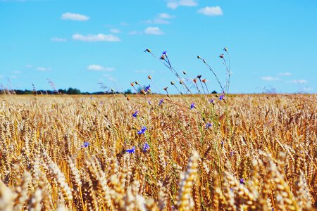 Grain landscape masuria