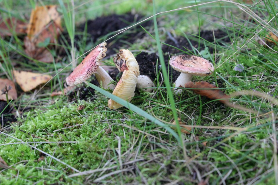 Mushroom nature autumn