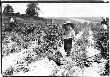 A four year old helper in the berry fields. Mother said, He helps a little. Rock, Creek, Md. - NARA - 523211