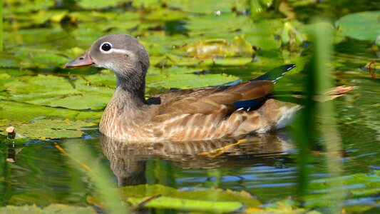Beauty female mandarin