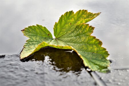 Autumn ice water