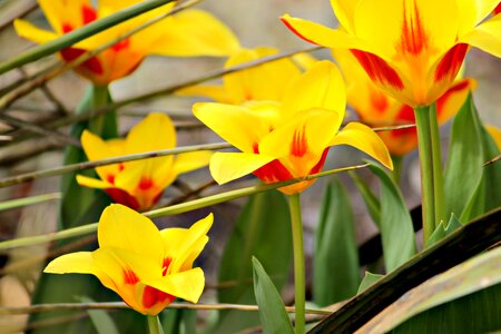 Garden tulip spring