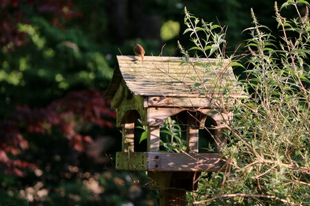 Nature nest box photo