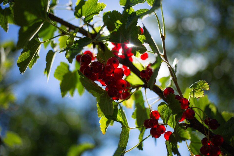 Fruit fruits green