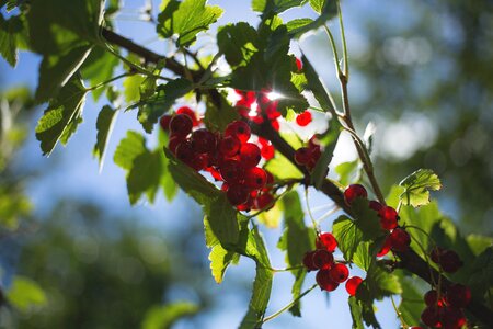 Fruit fruits green
