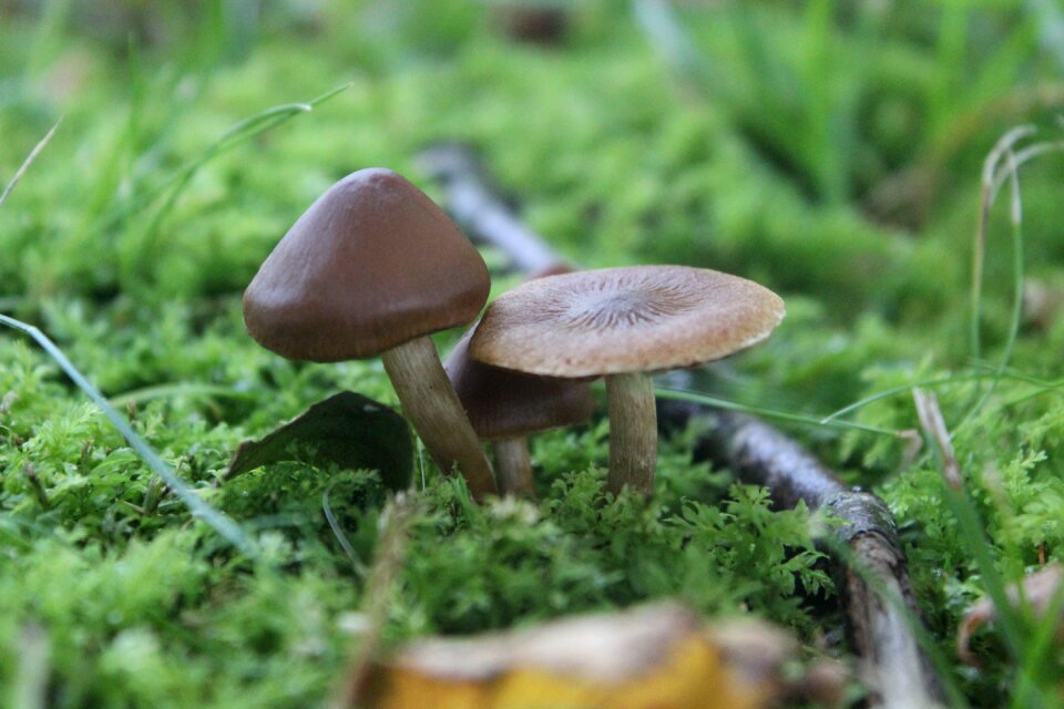 Nature autumn natural