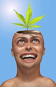 Pot marijuana cannabis photo