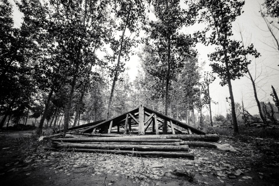 Plant outdoor wood