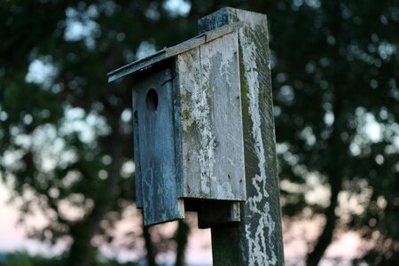 Bird house wooden photo