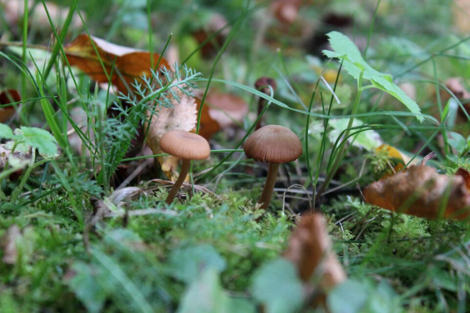 Mushroom green natural