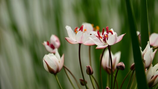 Flowers when the pond