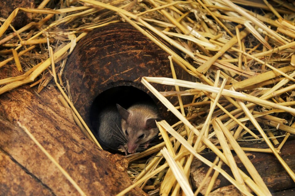 Animal mouse egérféle
