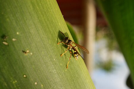 Wasp macro bichito