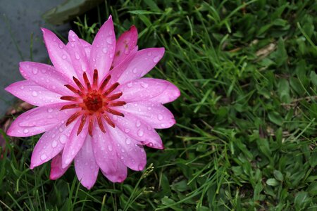 Bloom pink nuphar
