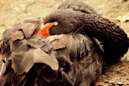 Animal swan black swan