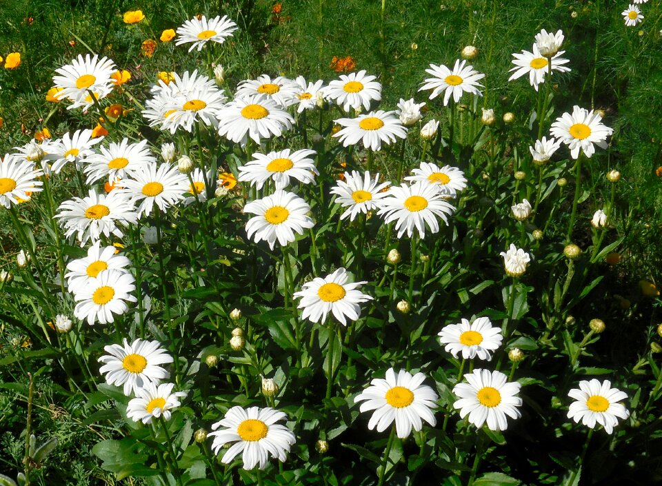 Keywords fotomontáž plant white flower