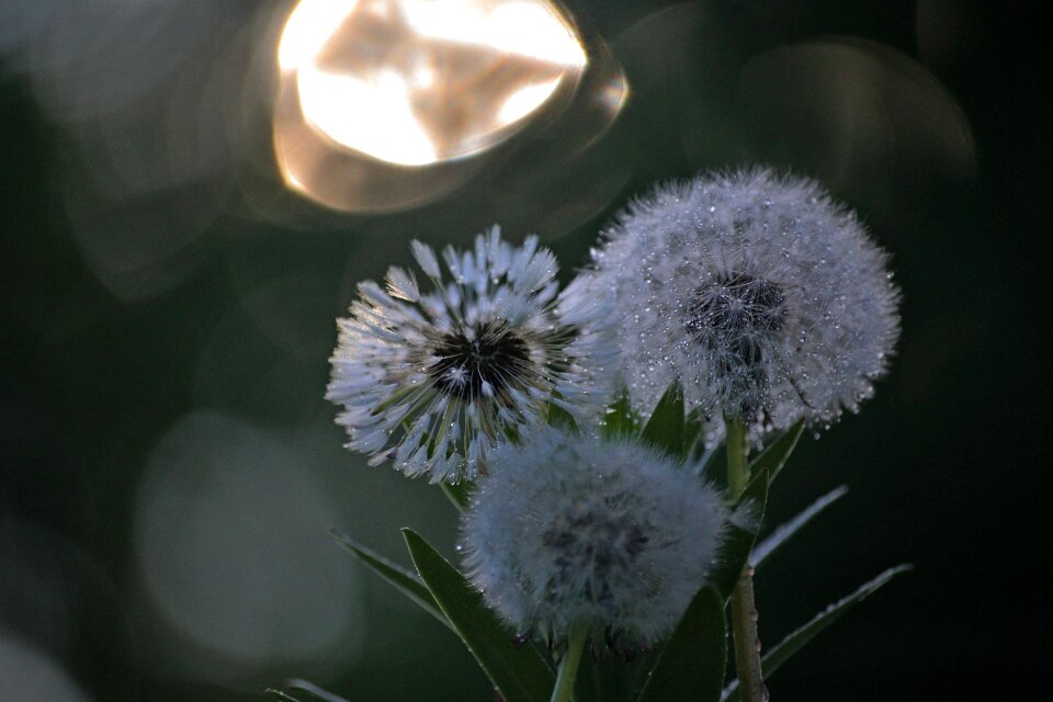 Nature dandelion krupnyj plan