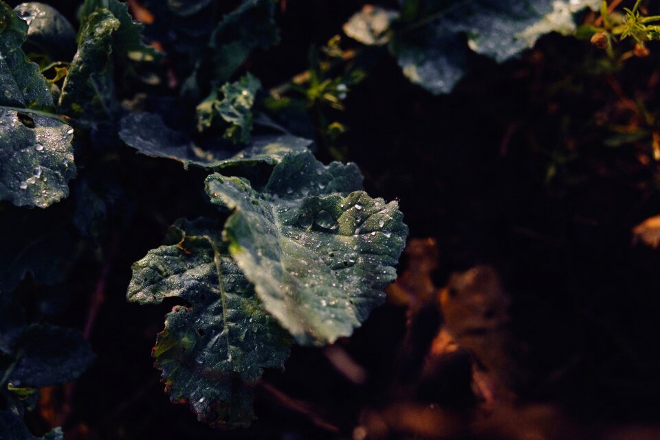Drops flora fresh