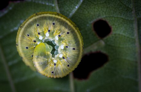 Larva caterpillar macro photo