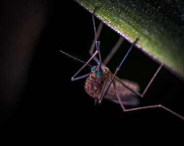 Animals nature macro