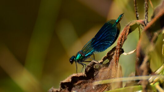 Pozująca blue ważka