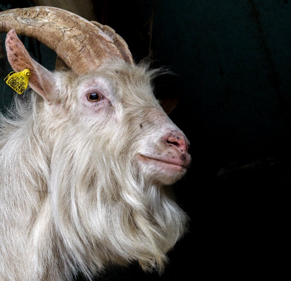 Nature fur goat