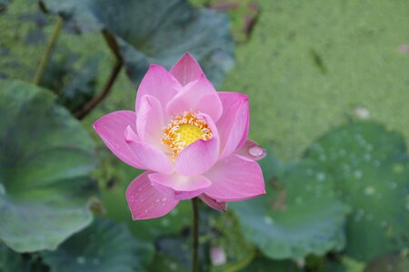 Bloom pink nuphar photo