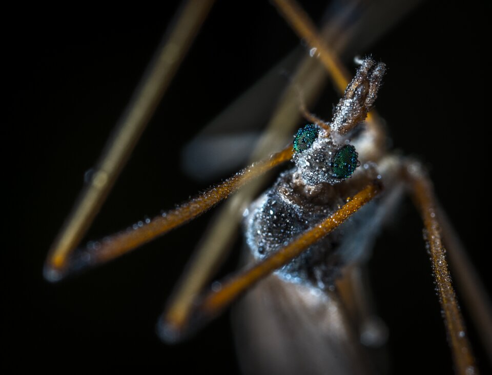 Living nature outdoors the mosquito dolgonogi